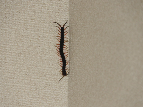 自然豊かな青梅ゆえ 部屋に虫出没 Unplanned 自然豊かな青梅ゆえ 部屋に虫出没 Unplanned