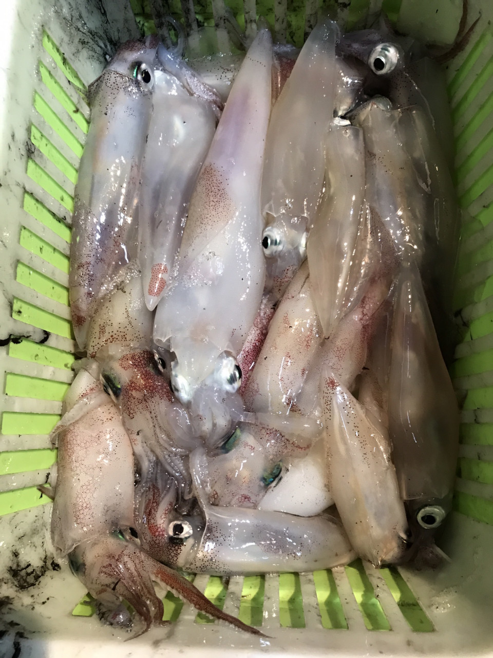 進撃のイカメタル bluegill lab ブルーギル研究会 進撃のイカメタル bluegill lab ブルーギル研究会