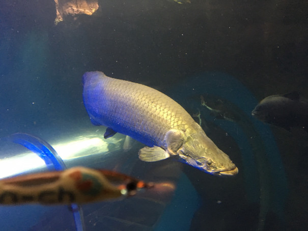 Bluegill Lab Kei Chan シーズンin 前編 bluegill lab ブルーギル研究会 Bluegill Lab Kei Chan シーズンin 前編 bluegill lab ブルーギル研究会
