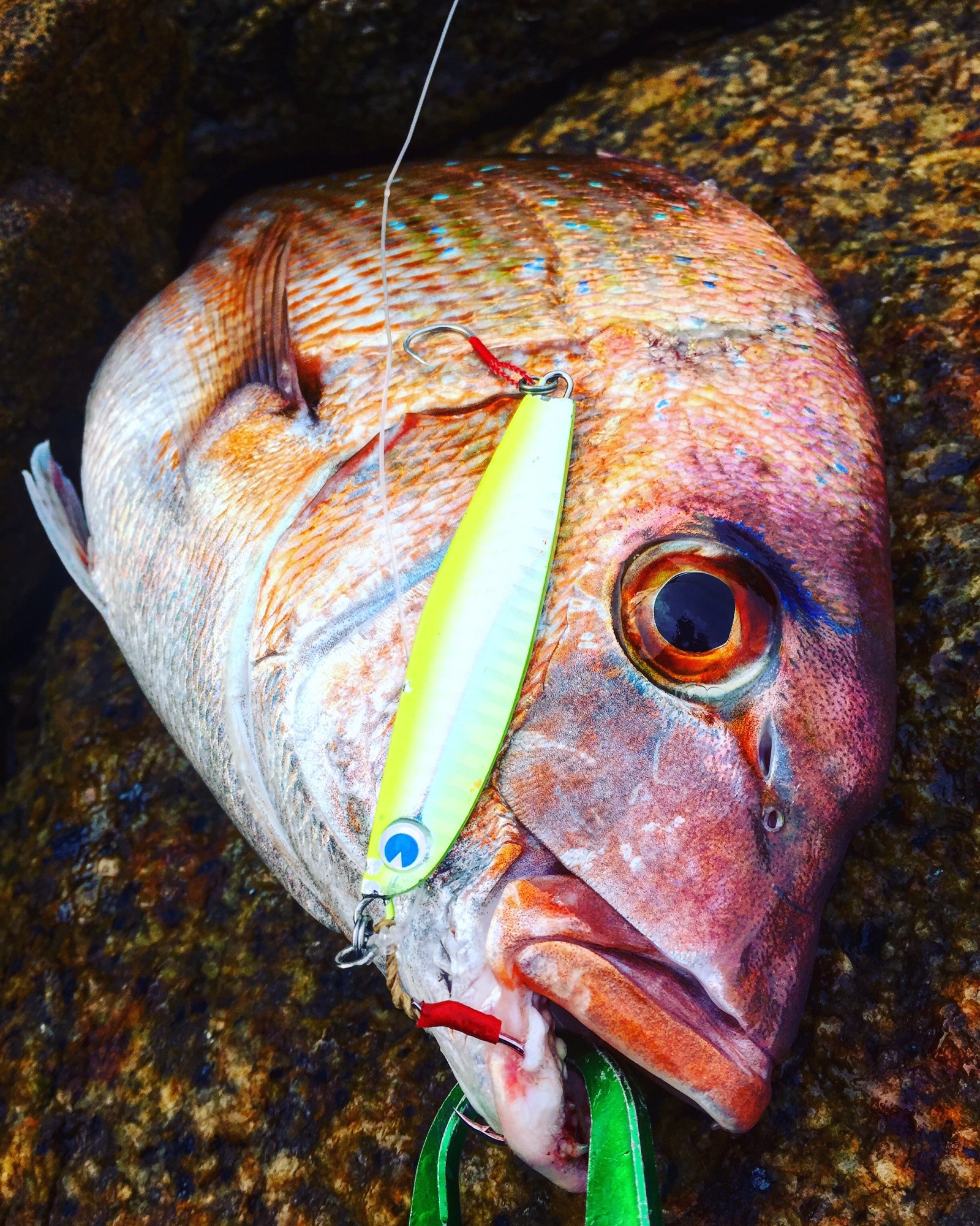 赤いアイツ現る | Bluegill.lab ～ブルーギル研究会～