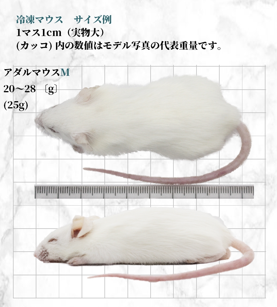 アダルトM 20〜28g 約8.5cm 真空個別包装 国産 冷凍マウス | ZAZOO