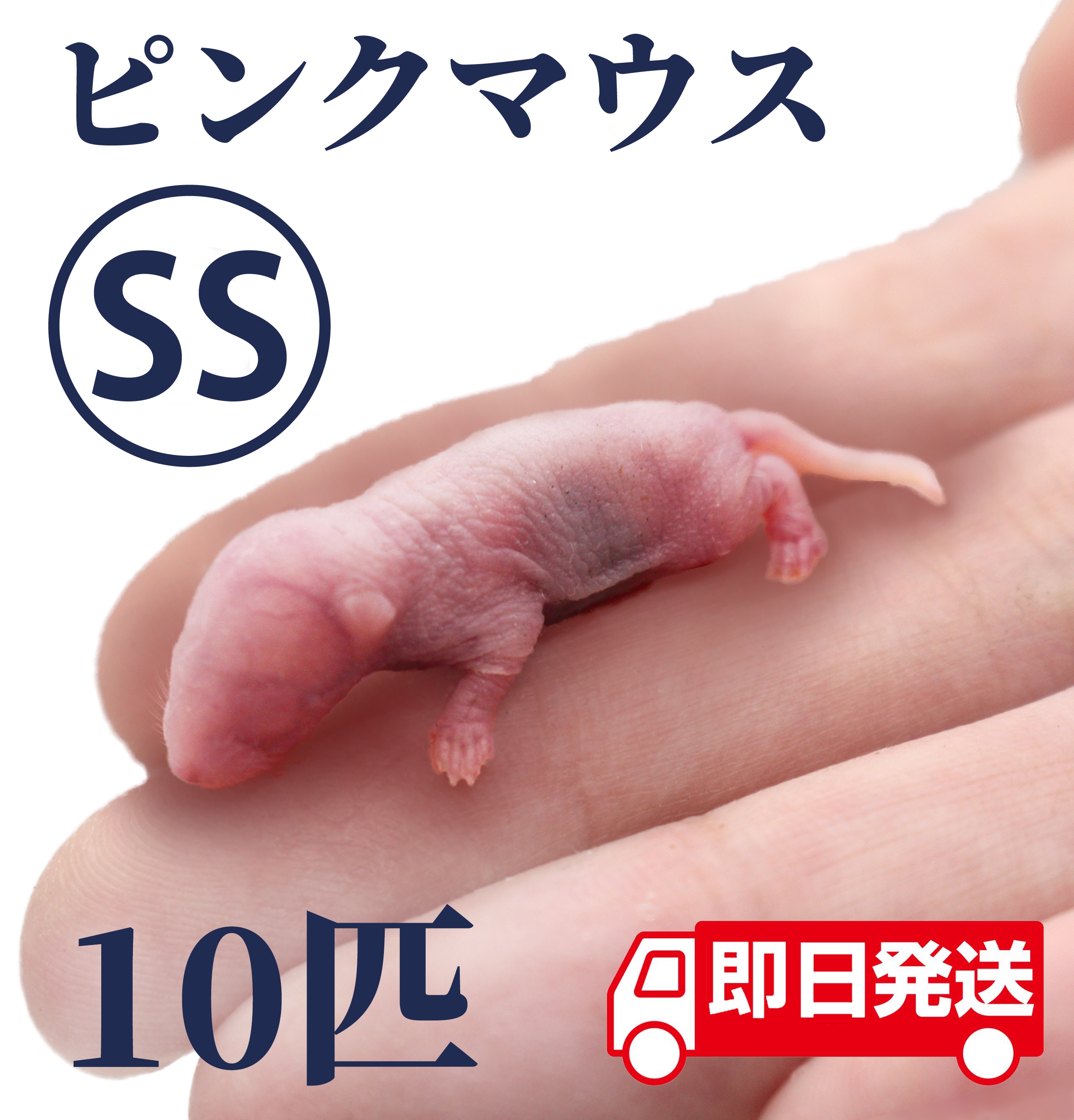 ☆MiMi☆様専用】国産冷凍マウス ピンクS 150匹-