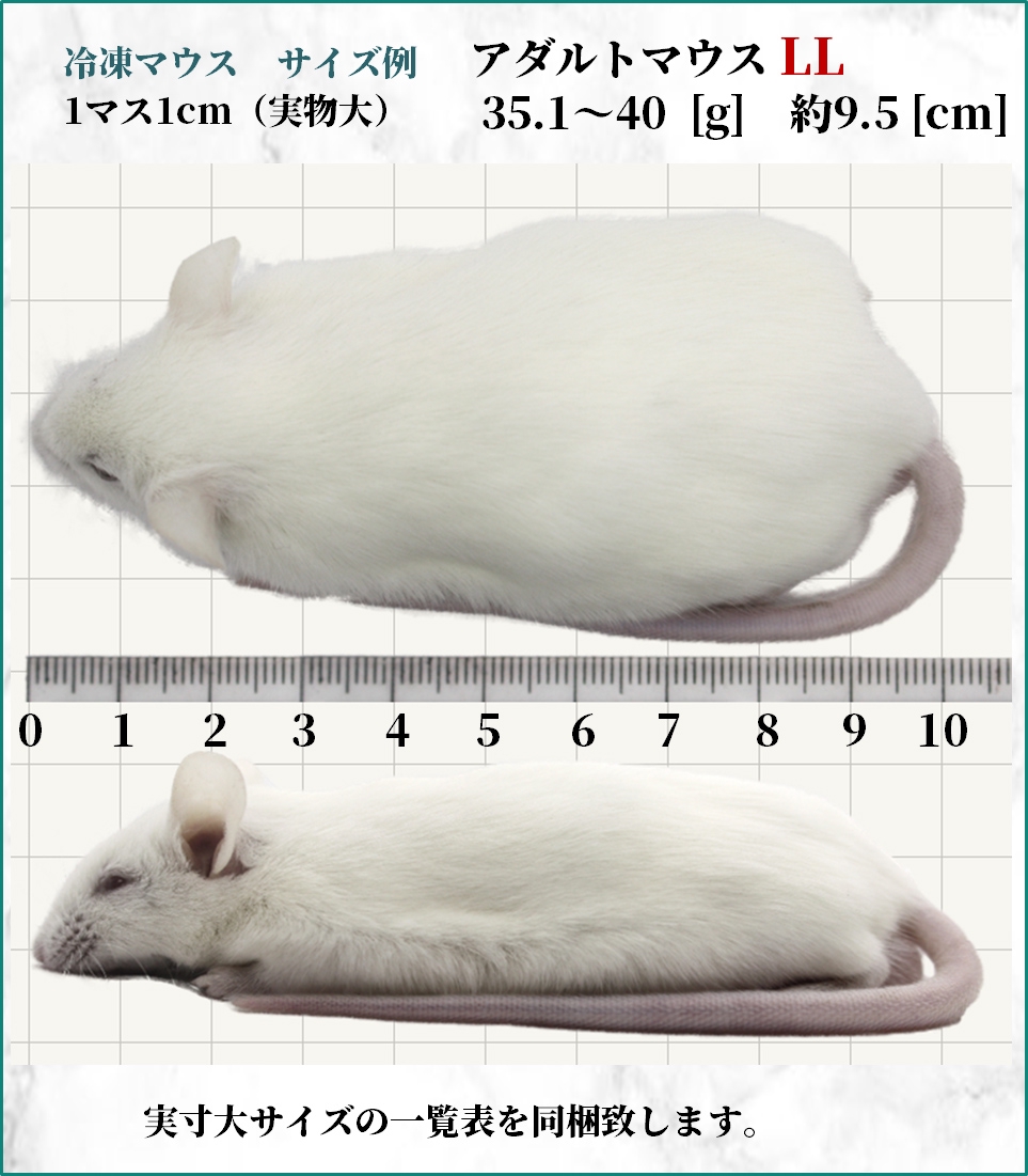 アダルトLL 35g〜40g 9.5cm 真空 個別包装 国産 冷凍マウス | ZAZOO