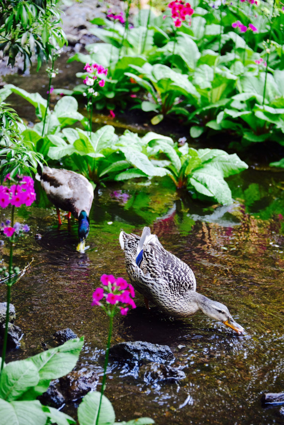 Travel 富士宮 富士花鳥園fuji Kachoen Garden Park 遊日職人