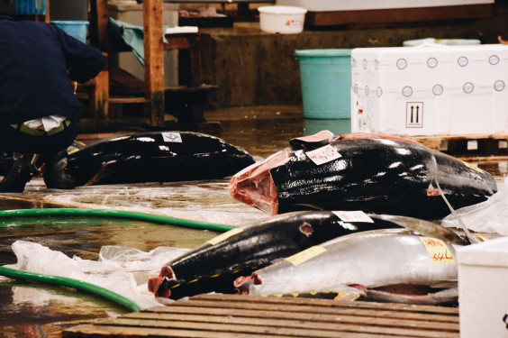 Sayonara Tsukiji 東京 築地百日倒數tsukiji Fish Market 遊日職人
