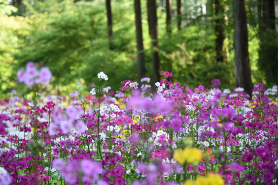 Travel 富士宮 富士花鳥園fuji Kachoen Garden Park 遊日職人