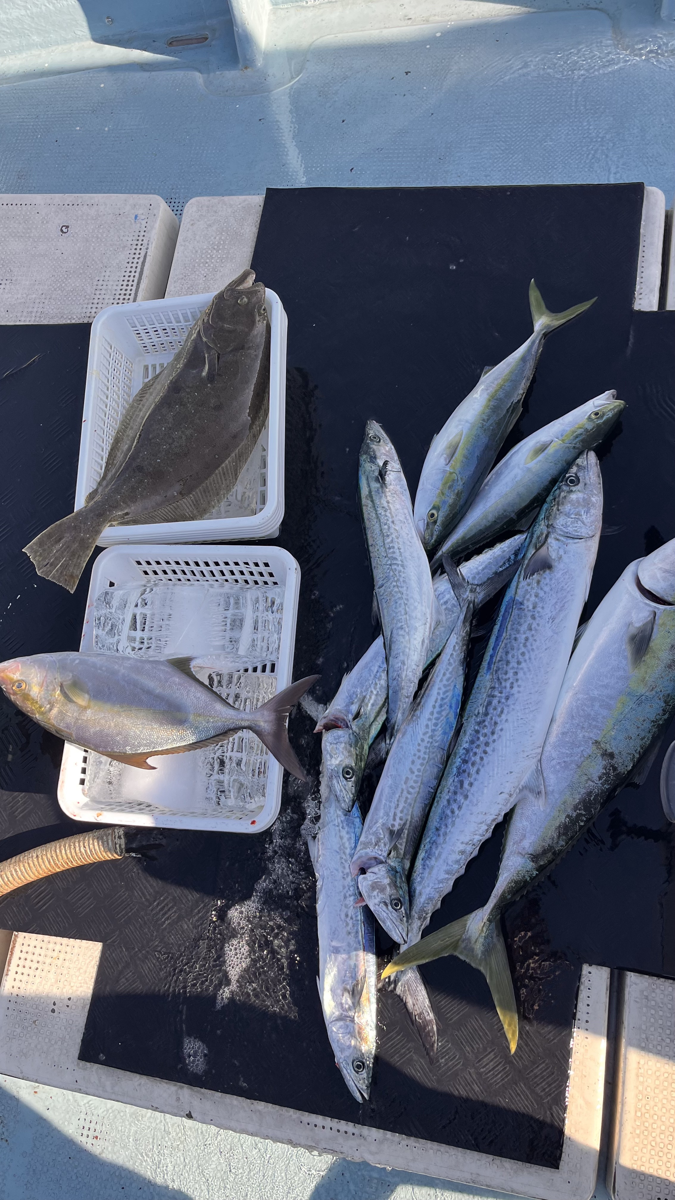 2025.11.16 近海ジギング | 福岡遊漁船 Twins