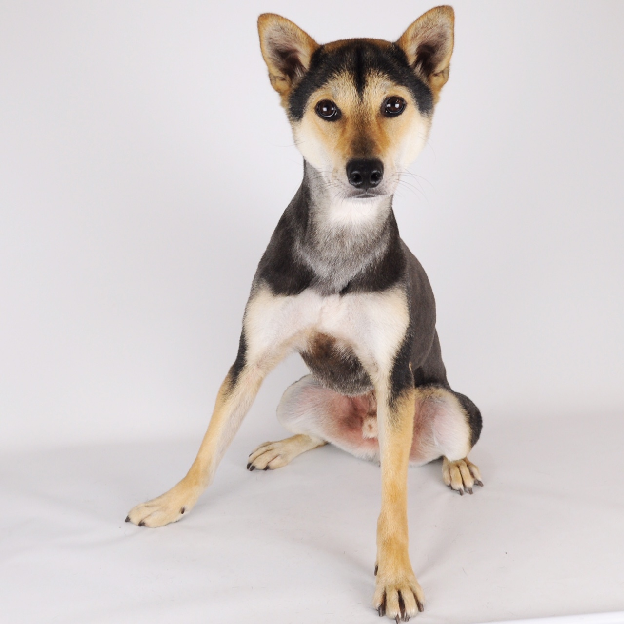 柴犬とシェパードミックスのエビスくん♬ | dog space kuschel