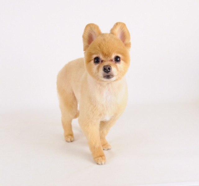 ポメラニアンのあくあくん Dog Space Kuschel