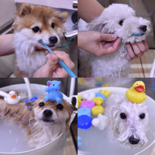 柴犬とチワワのミックス犬のラムネちゃん トイプードルのロイズくん Dog Space Kuschel