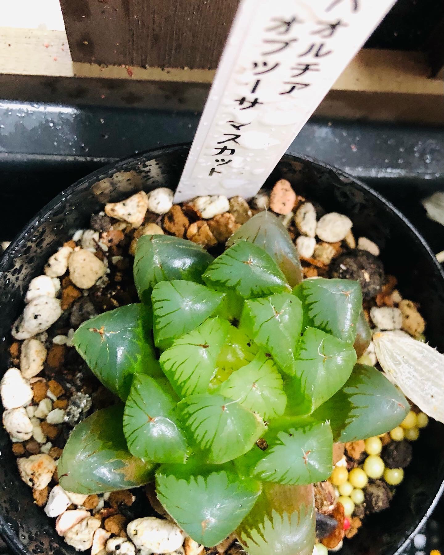 多肉植物紹介 vol1 ハオルチア オブツーサ編 | 多肉屋アナベルの植物日記