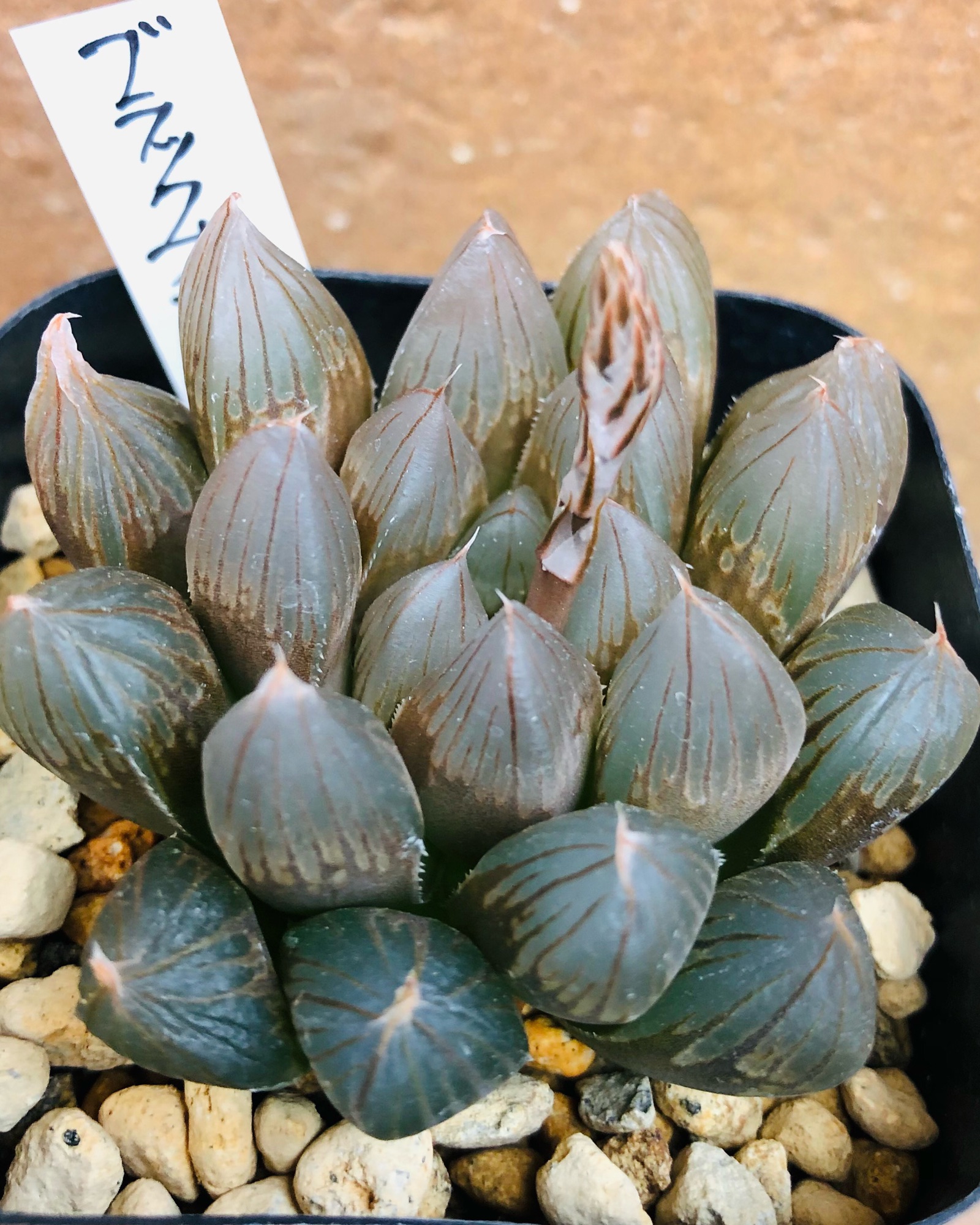 多肉植物紹介 vol1 ハオルチア オブツーサ編 | 多肉屋アナベルの植物日記