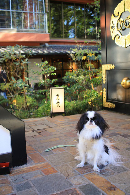 鳥良 吉祥寺店 ワンコとカフェに行こう