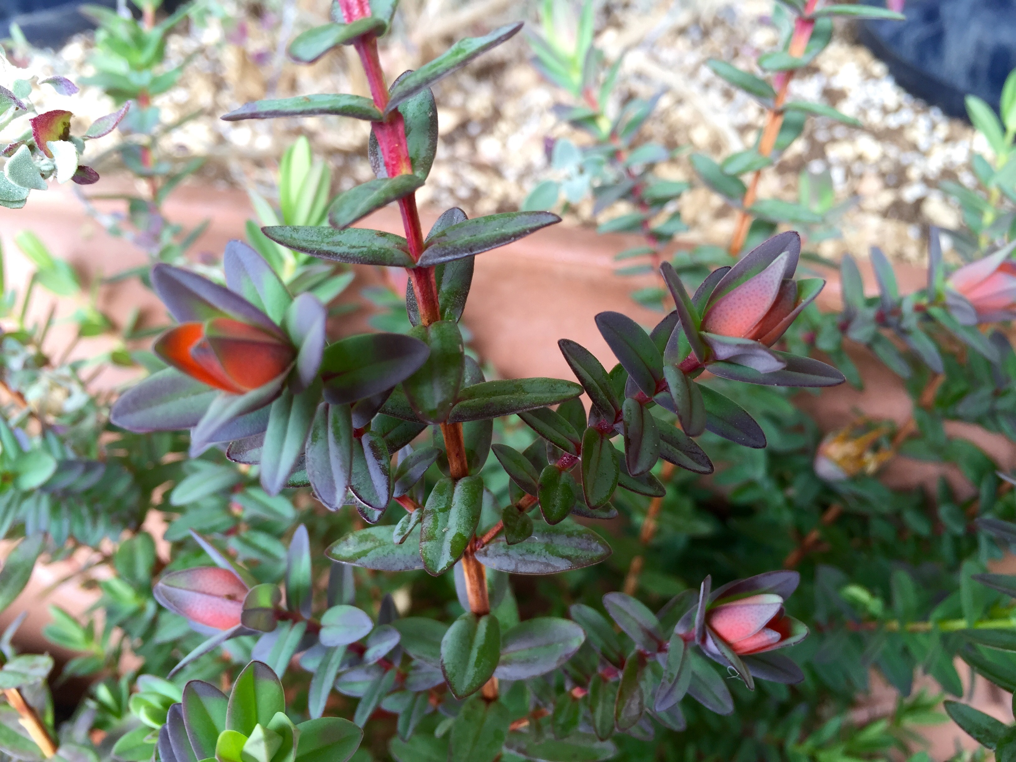 ダーウィニア シリオドーラ オーストラリアネイティヴプランツの魅力 Ex Plantsinspire プランツインスパイア