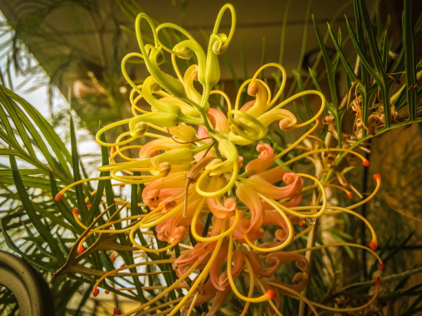 オーストラリア ネイティブプランツの魅力 Ex Plantsinspire プランツインスパイア