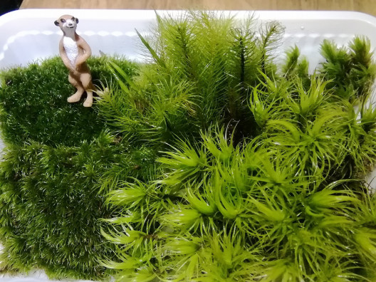 4種類 苔の詰め合わせ おまけ付 苔工房 アイモス