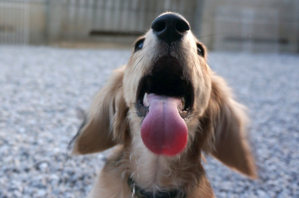 本領発揮なコタちゃん Grace Wan Kennel