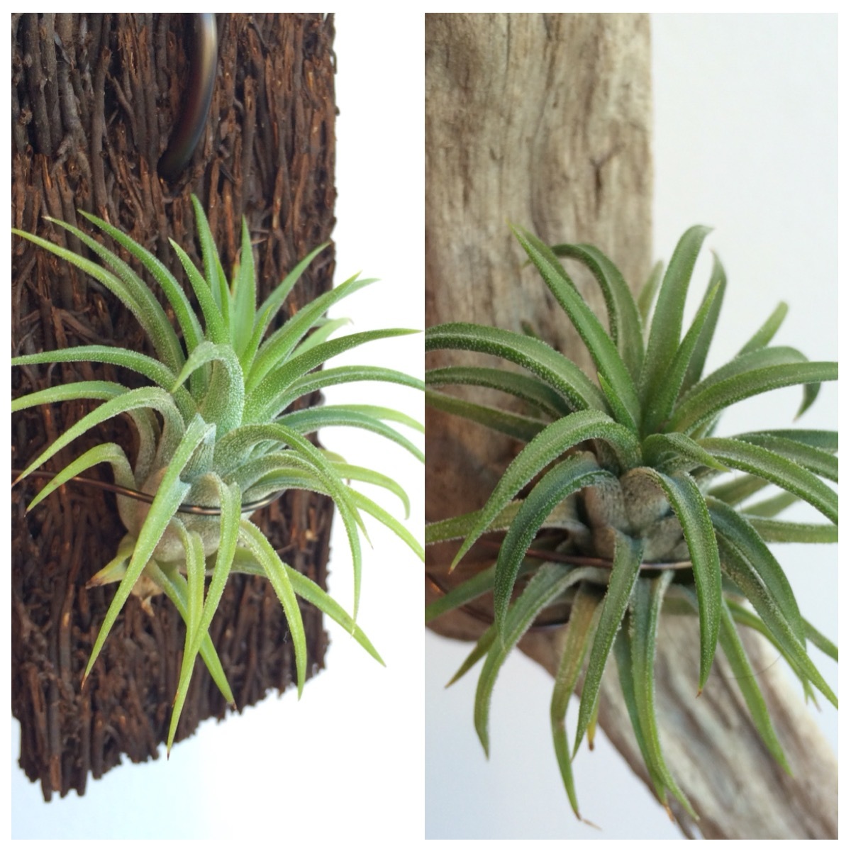 Tillandsia ionantha | Natty Plant