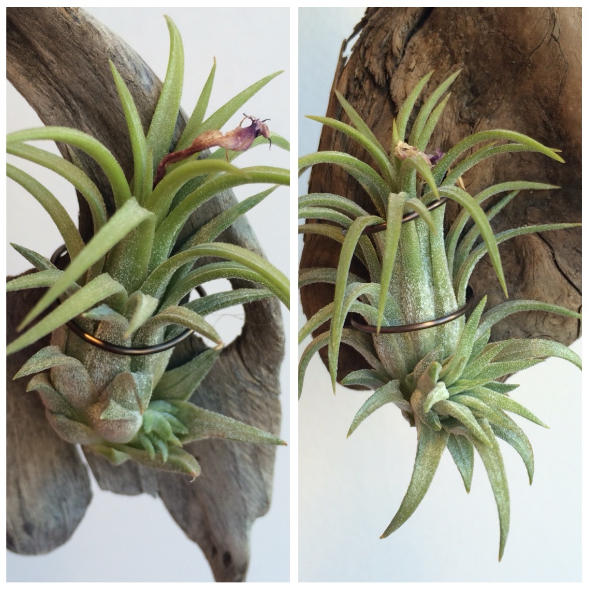 Tillandsia ionantha | Natty Plant