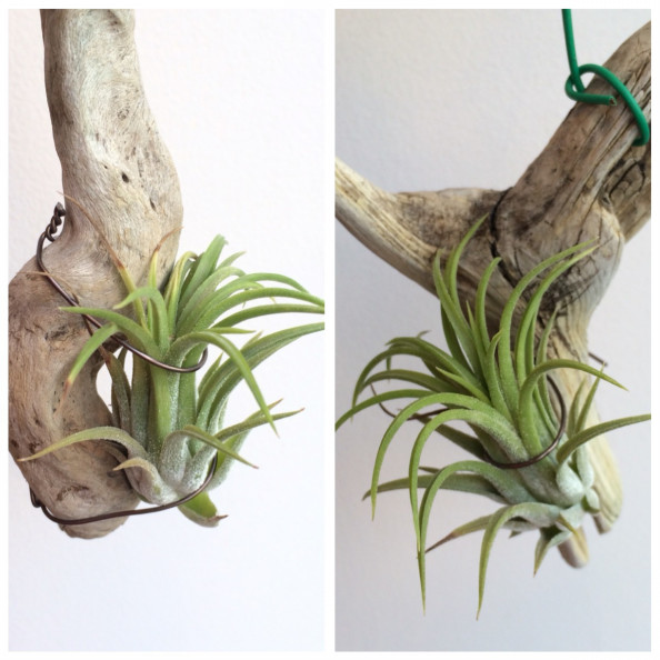 Tillandsia Ionantha Druid Natty Plant