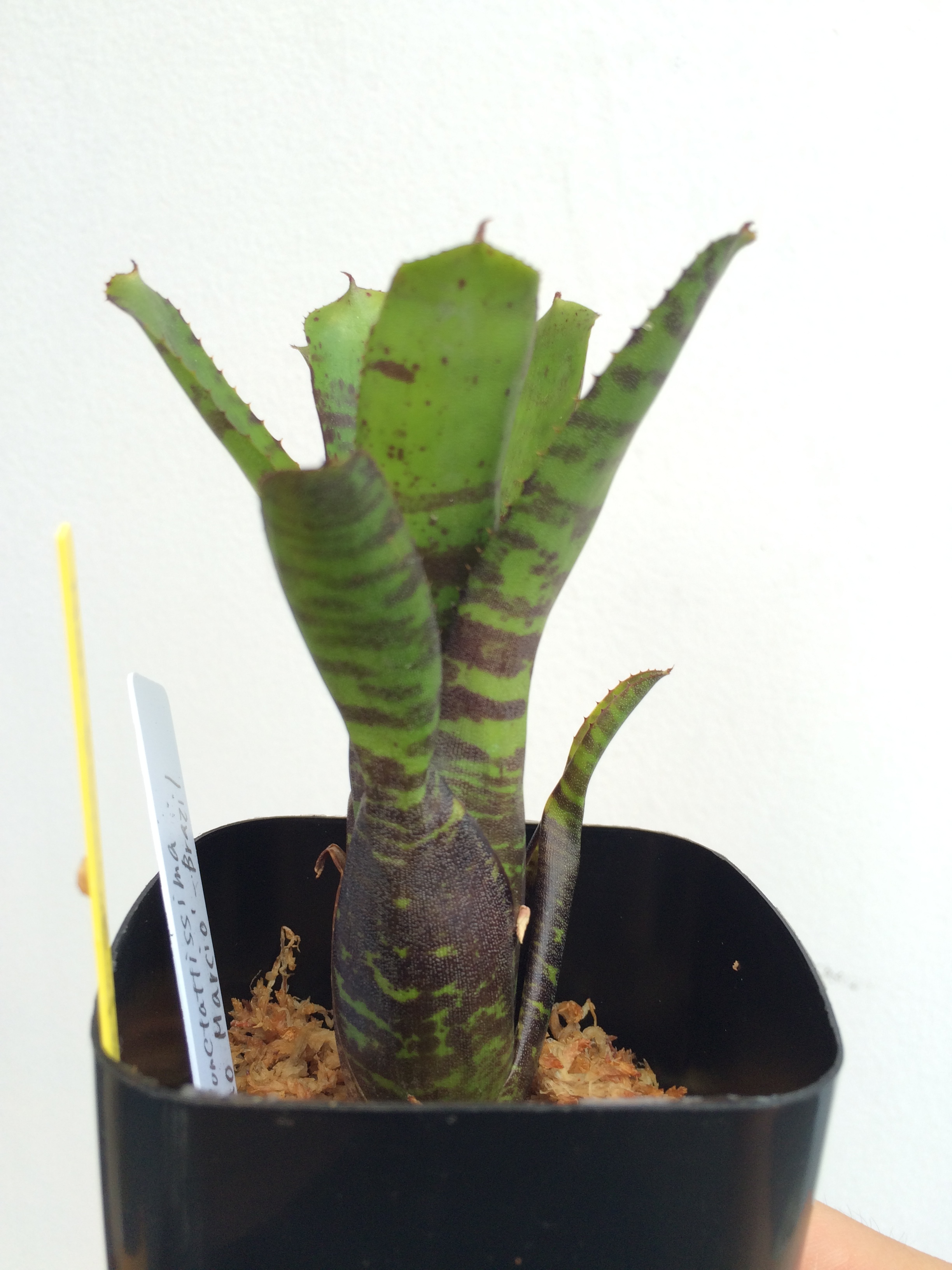 Neoregelia punctatissima 'Joao Marcio' | Natty Plant