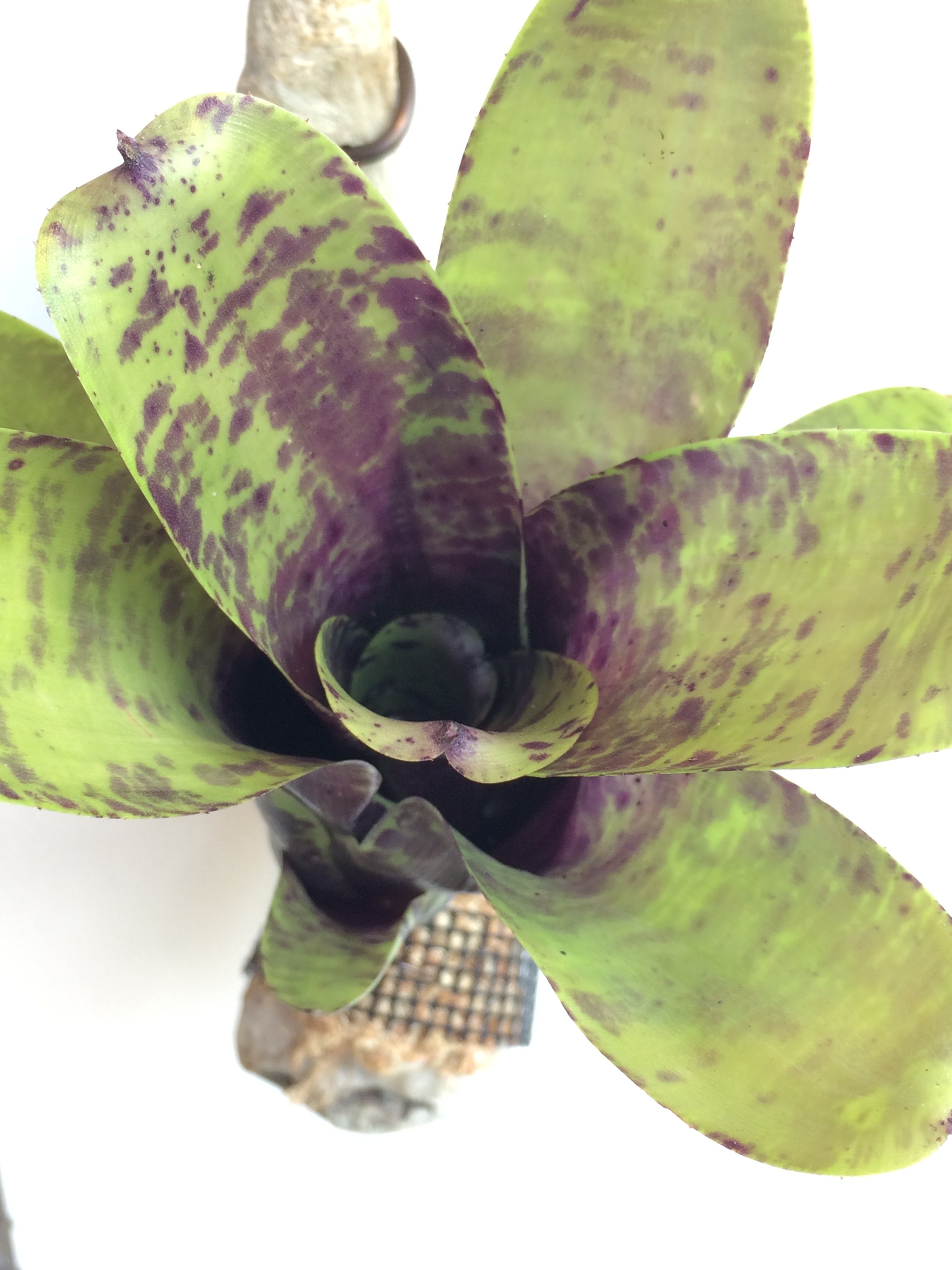 ネオレゲリア ブルーベリートリュフ中斑BLUEBERRY TRUFFLE ネオレゲリア ブルーベリートリュフ中斑BLUEBERRY TRUFFLE