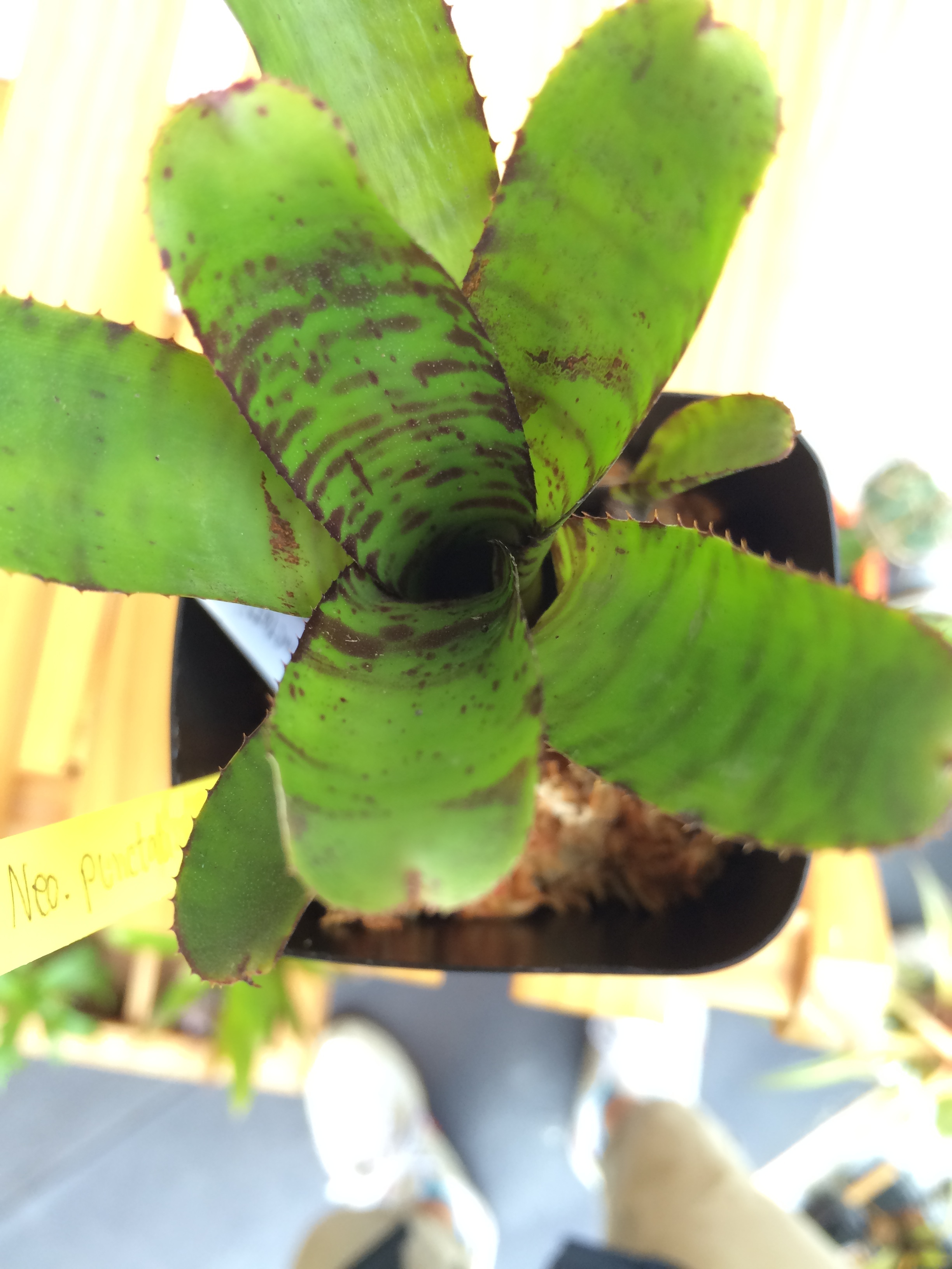 Neoregelia punctatissima 'Joao Marcio' | Natty Plant