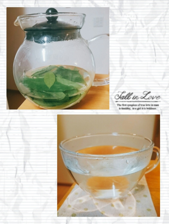 フレッシュハーブティー レモンマートル 茉莉花 Matsurica フレッシュハーブティー レモンマートル 茉莉花 Matsurica