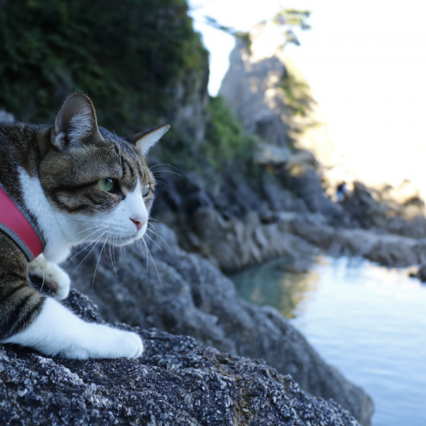 旅にゃんこ特別編 ネコの不思議 海水を飲んでも平気なの 旅にゃんこ だいきち ふくちゃん The Traveling Cats