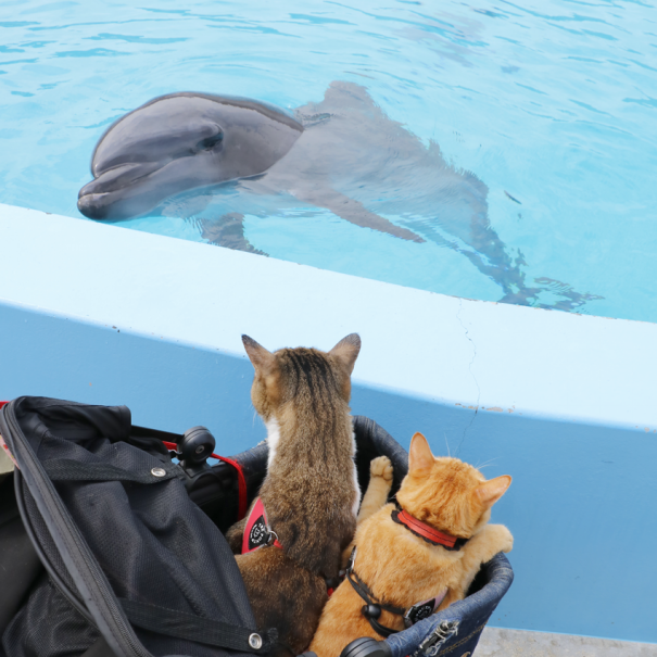 旅にゃんこ高知編 ~ ネコがイルカに出会った！「室戸ドルフィン