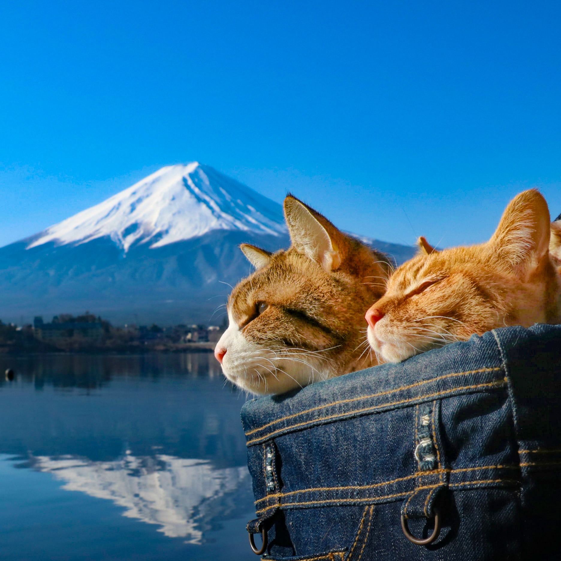 旅にゃんこ山梨編 ~ 🗻逆さ富士、赤富士、そして😻ネコ | 旅にゃんこ