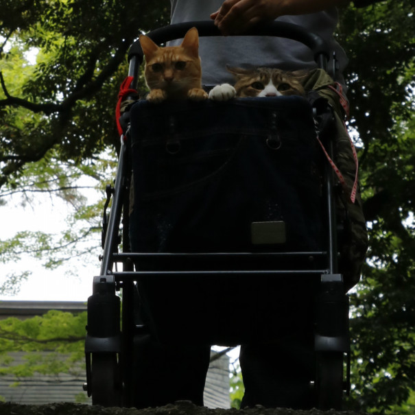 旅にゃんこ栃木編 ねこ神社 唐沢山神社 旅にゃんこ だいきち ふくちゃん The Traveling Cats