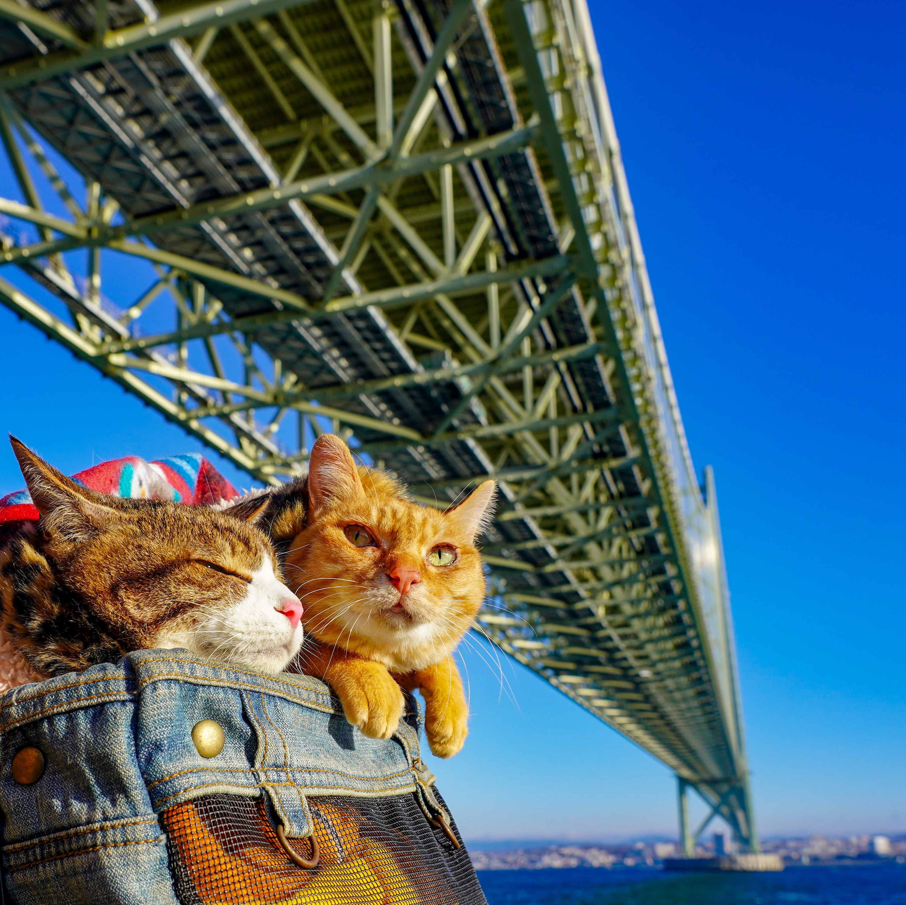 猫と海 旅にゃんこ だいきち ふくちゃん The Traveling Cats