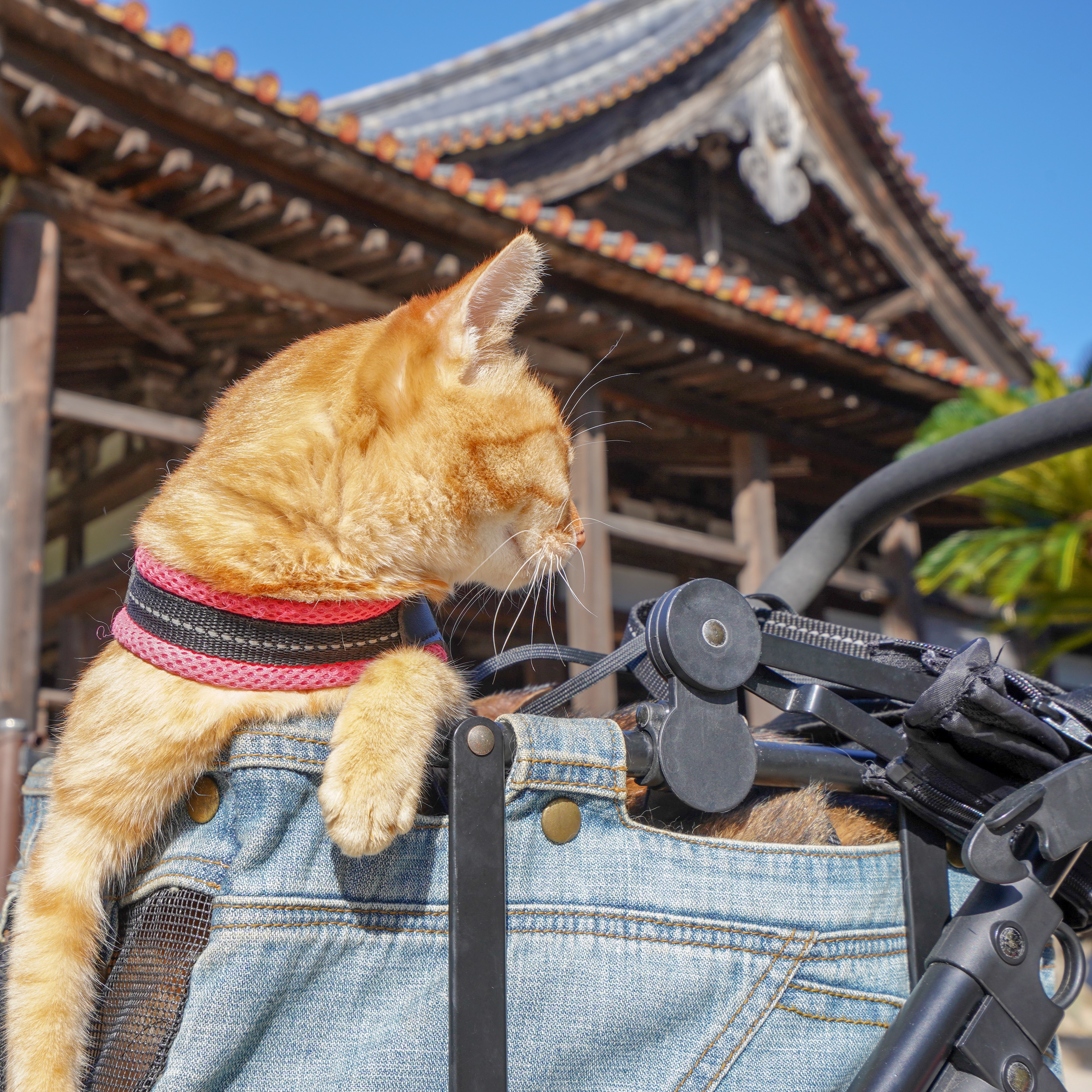 旅にゃんこ広島編 ~ 旅猫たちは安芸の宮島で厳島神社を見学、そして 