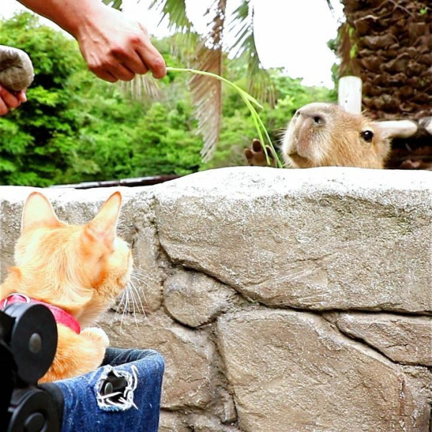 旅にゃんこ静岡編 伊豆シャボテン動物公園のゆかいなお友達 旅にゃんこ だいきち ふくちゃん The Traveling Cats