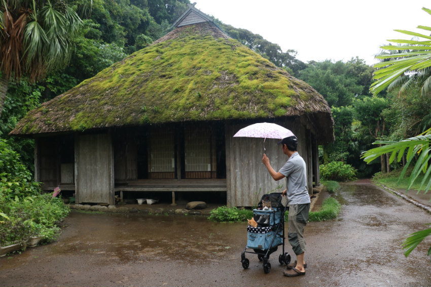 旅にゃんこ八丈島編 八丈島ふるさと村 の古民家で雨宿り そして温かいおもてなしに大感動 旅にゃんこ だいきち ふくちゃん The Traveling Cats