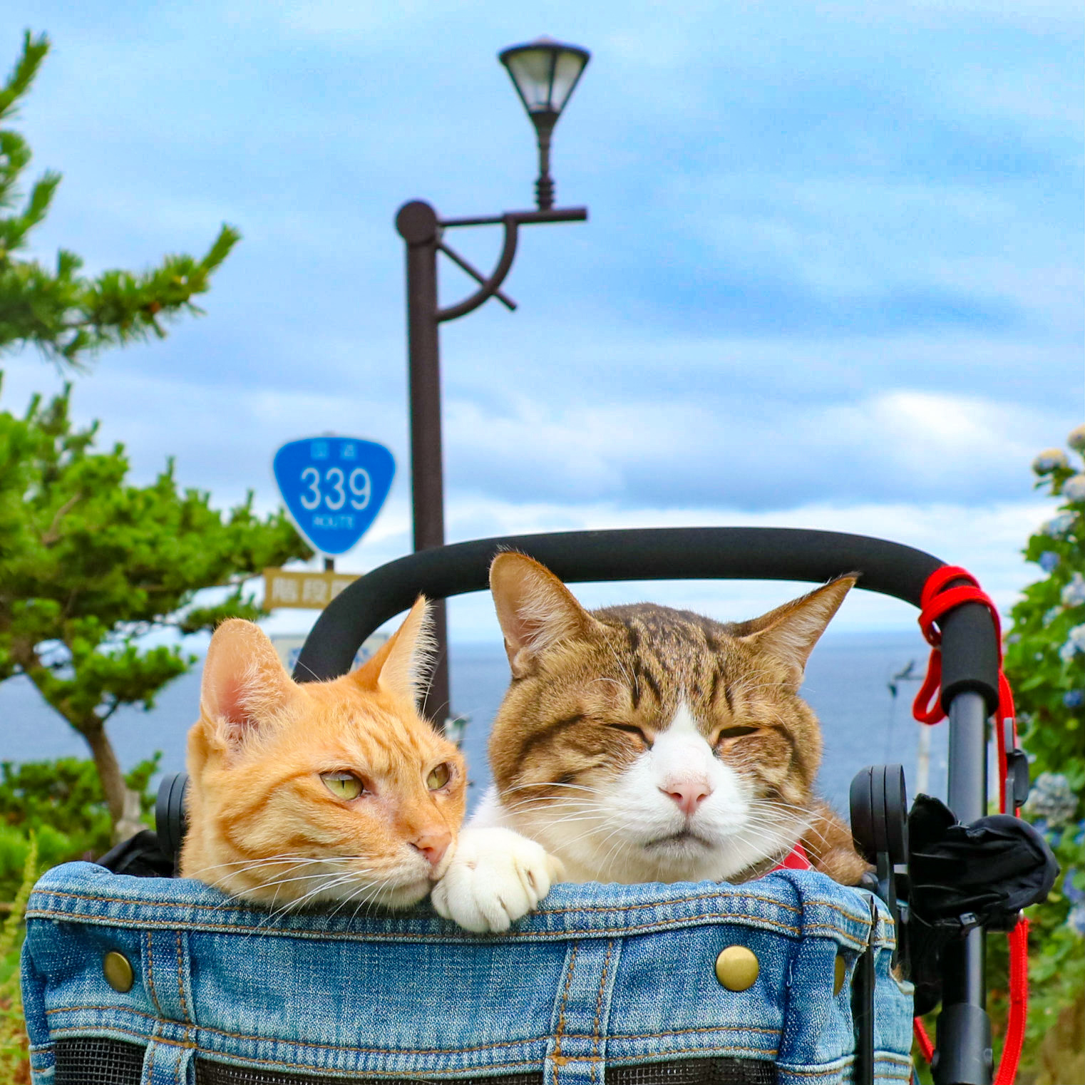 旅にゃんこ青森編 ~ 日本一珍しい🚙車が絶対通れない国道『339号線