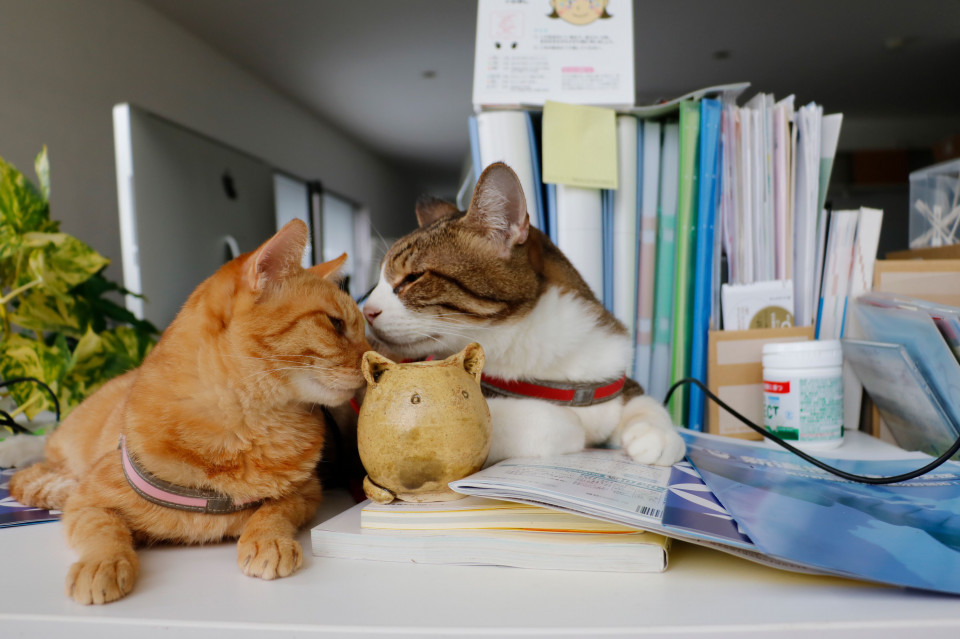 動物と話せるハイジさんとのセッション その２ 旅にゃんこ だいきち ふくちゃん The Traveling Cats