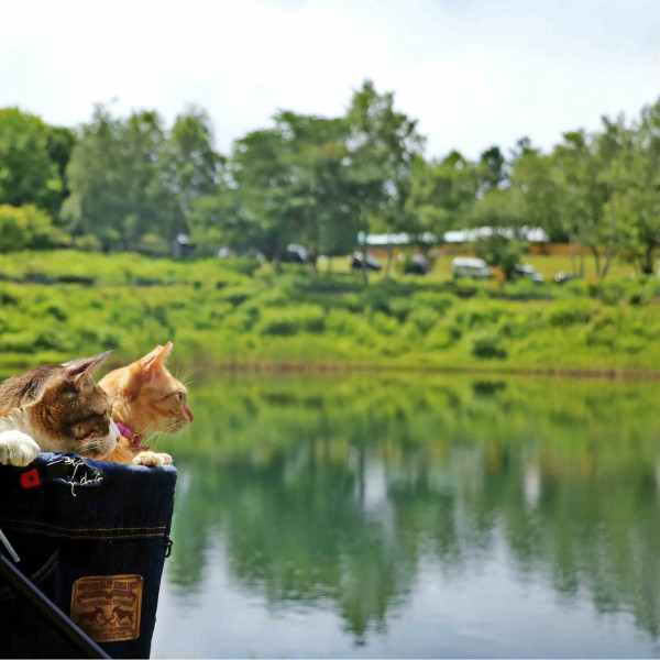 旅にゃんこ長野編 まるやち湖 と 八ヶ岳自然文化園 旅にゃんこ日記