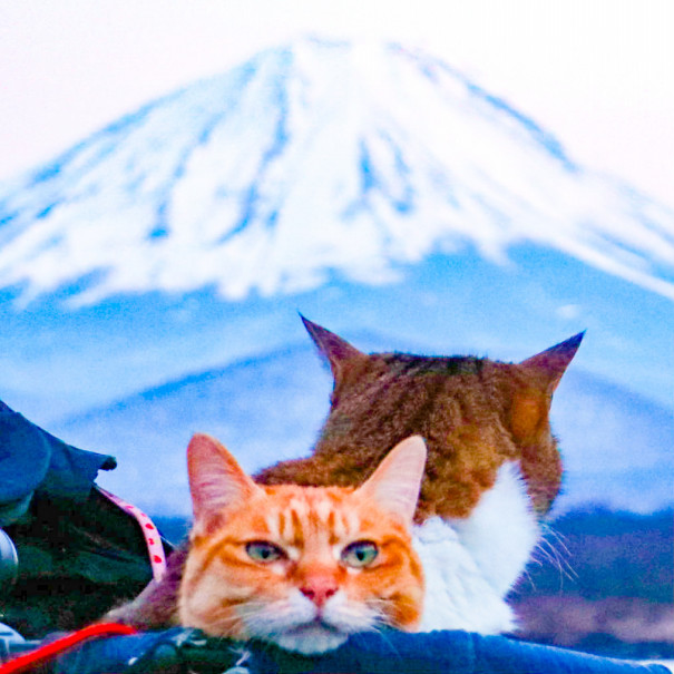 旅にゃんこ山梨編 ~ ?逆さ富士、赤富士、そして?ネコ | 旅にゃんこ 