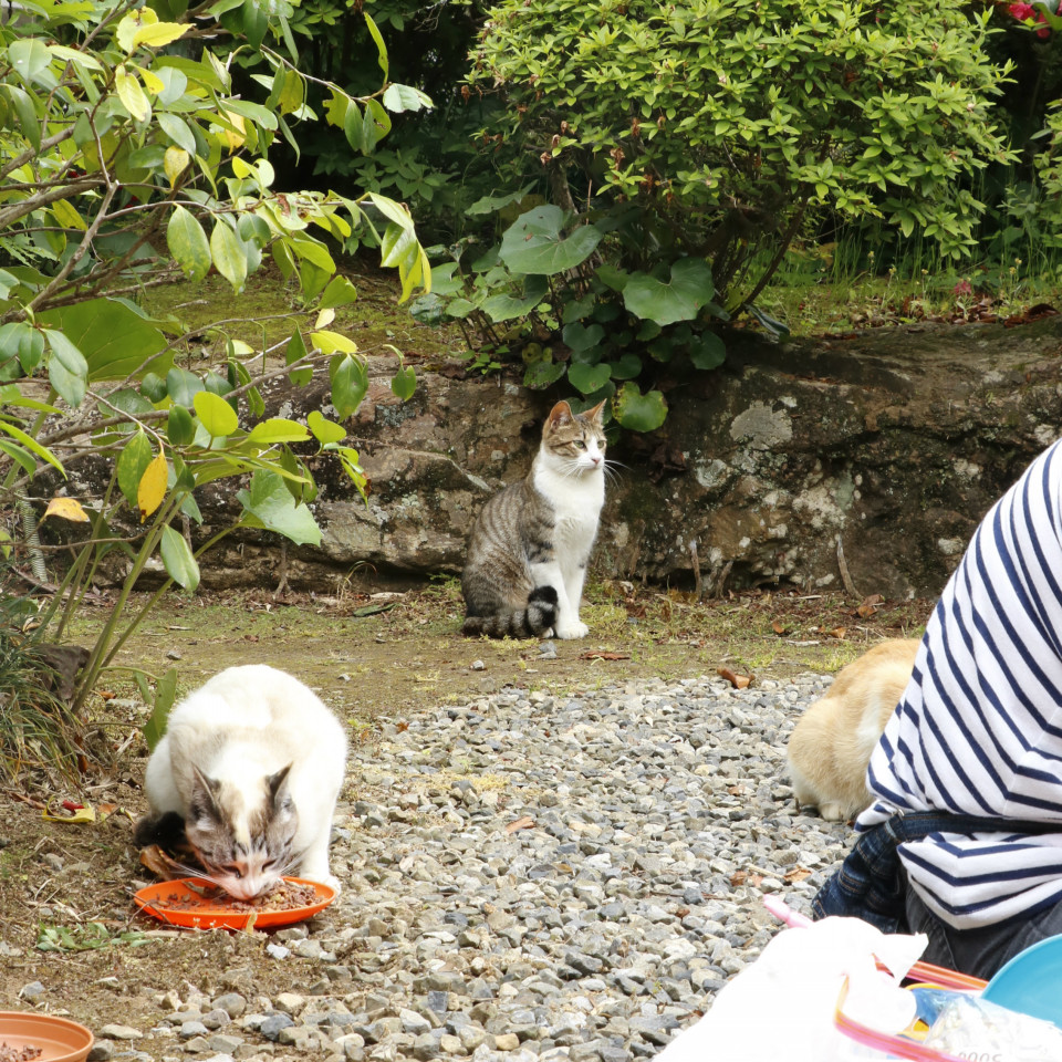 旅にゃんこ栃木編 ねこ神社 唐沢山神社 旅にゃんこ だいきち ふくちゃん The Traveling Cats