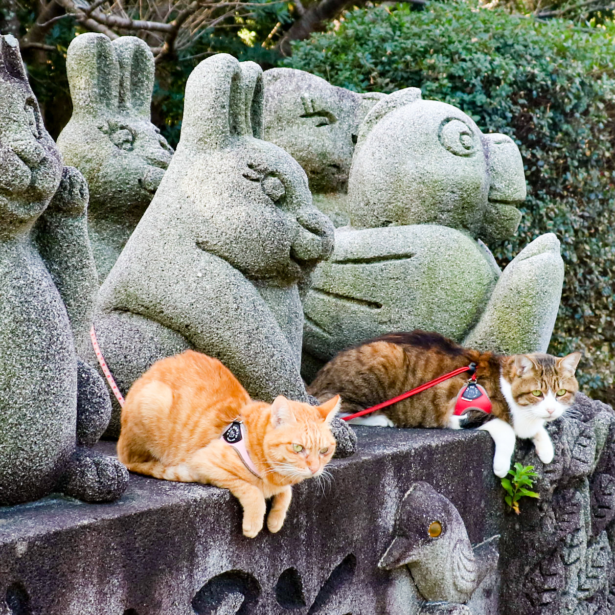 旅にゃんこ新島編 ~ 🗿モヤイ像、ピラミッドそして🐰石の動物園、世界