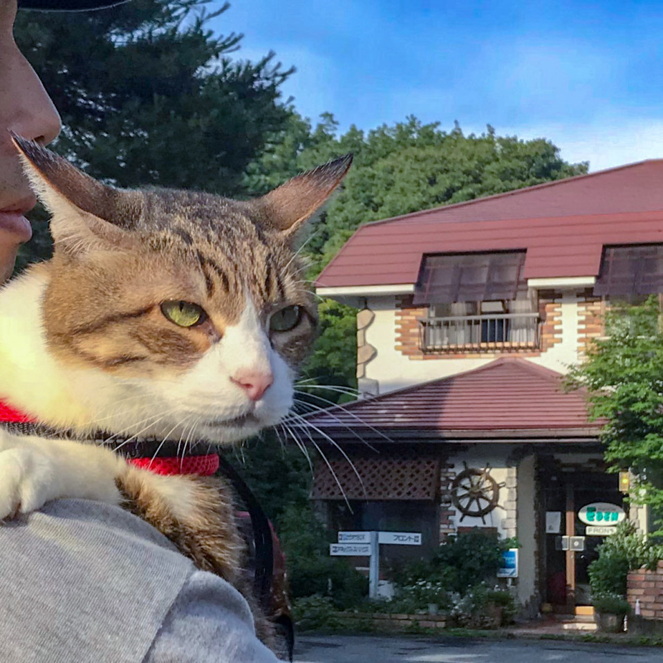 旅にゃんこ群馬編 標高千メートルの避暑地 北軽井沢で旅猫 旅にゃんこ だいきち ふくちゃん The Traveling Cats