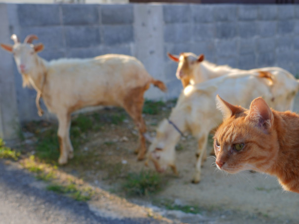 旅にゃんこ 沖縄 来間島篇 ケンちゃんとヤギさんぽ 旅にゃんこ だいきち ふくちゃん The Traveling Cats