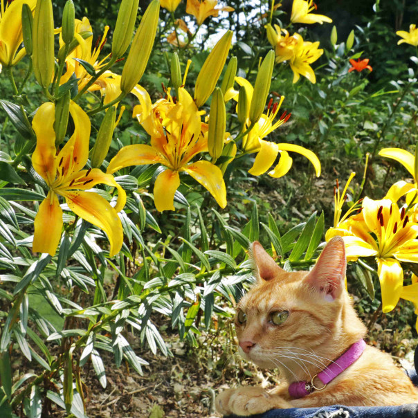 旅にゃんこ長野編 猫とゴンドラでゆく 白馬岩岳山頂のゆり園 旅にゃんこ だいきち ふくちゃん The Traveling Cats