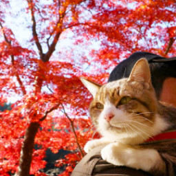 猫と紅葉 旅にゃんこ だいきち ふくちゃん The Traveling Cats