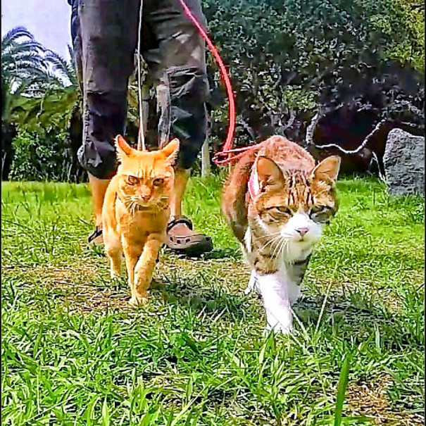 旅にゃんこ八丈島編 八丈植物公園 には あの 八丈島のキョン がいた 旅にゃんこ だいきち ふくちゃん The Traveling Cats