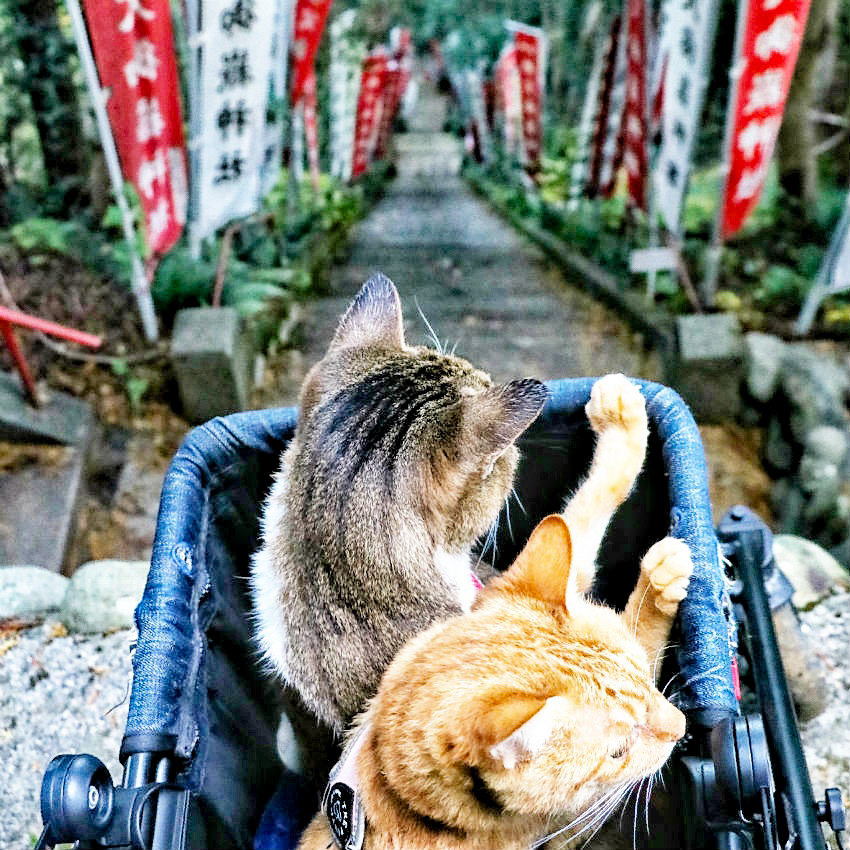 旅にゃんこ埼玉編 ~ 公園だけど急傾斜がハンパない🍁紅葉スポット 