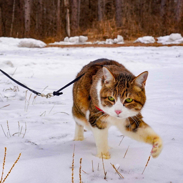 動物と話せるハイジさんとのセッション その２ 旅にゃんこ だいきち ふくちゃん The Traveling Cats