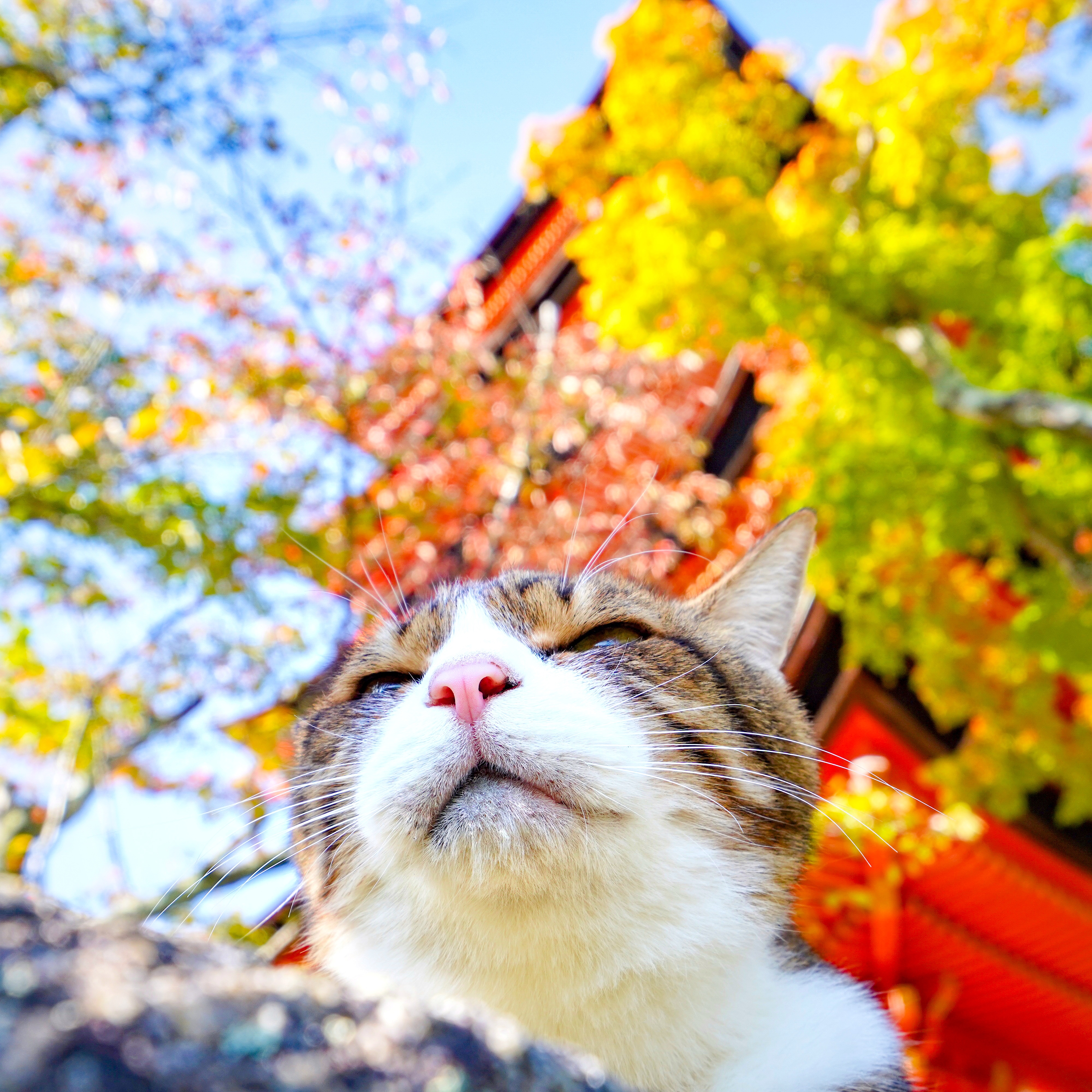 旅にゃんこ広島編 ~ 旅猫たちは安芸の宮島で厳島神社を見学、そして 